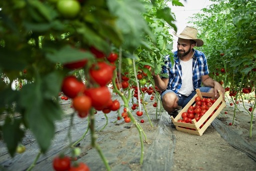 Las actividades agrícolas no requieren de una licencia comercial en Panamá